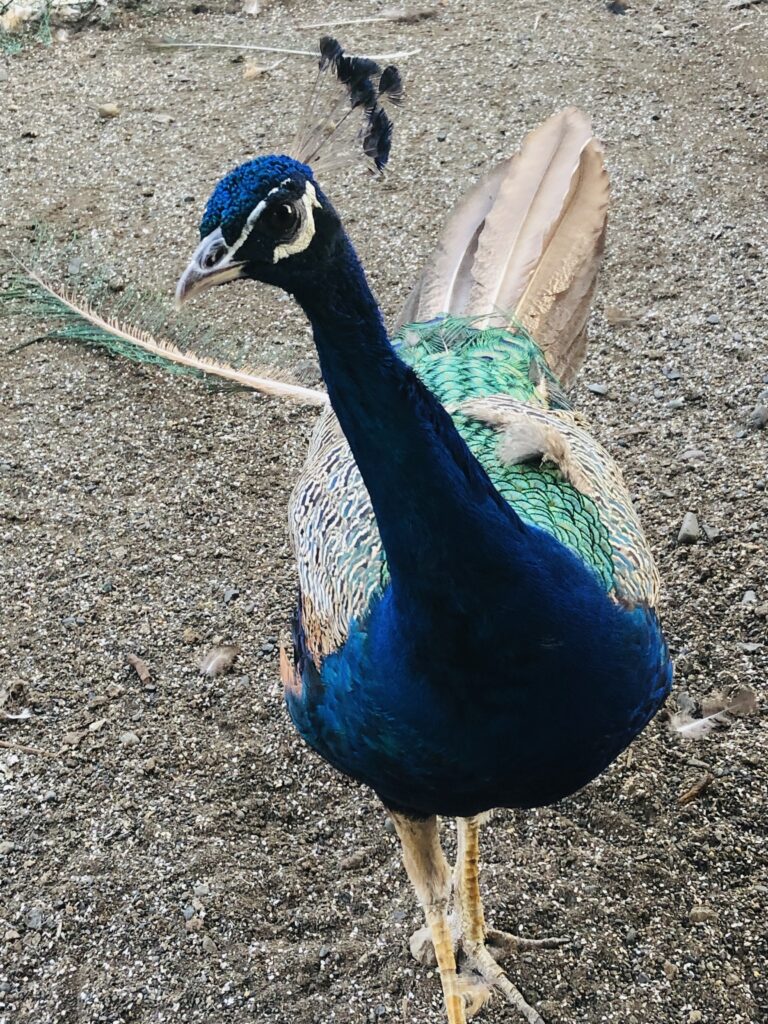 高尾墓園の孔雀