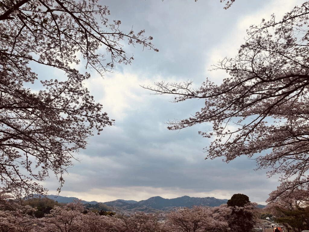 高尾墓園と桜