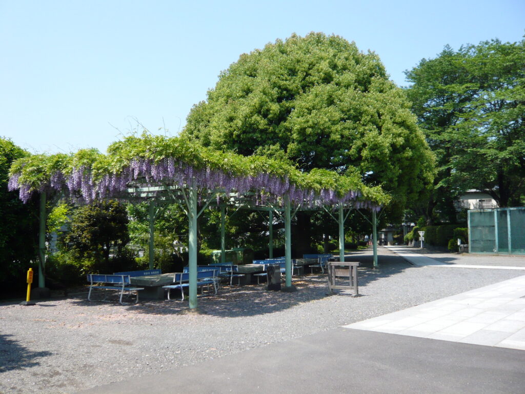 高尾墓園の藤棚