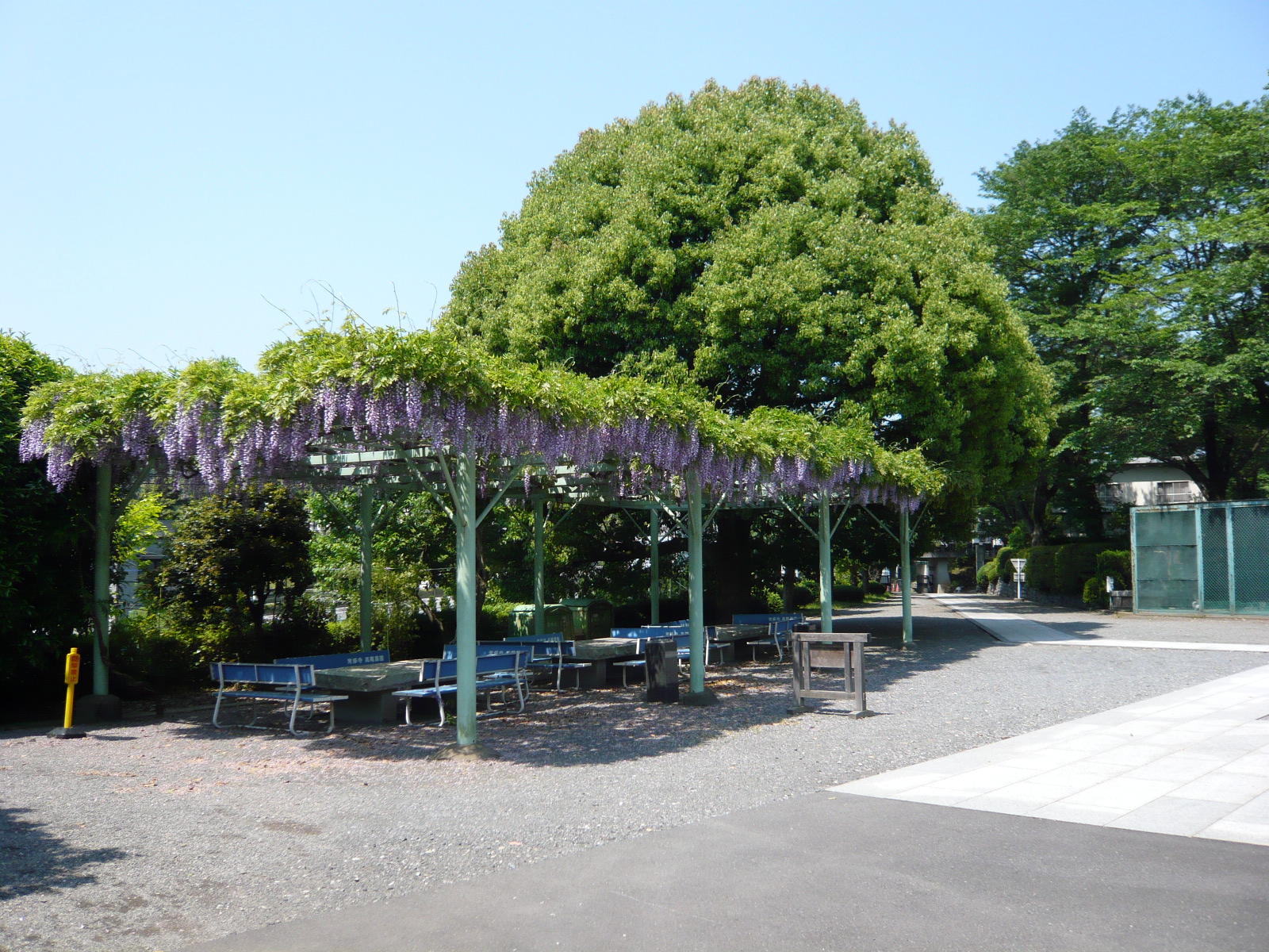 高尾墓園の藤棚