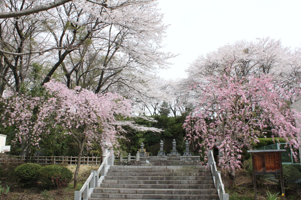 三師塔の桜