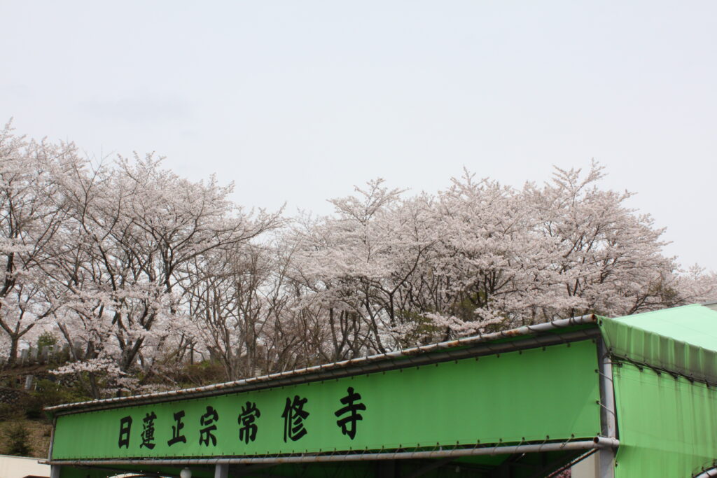 高尾墓園の桜