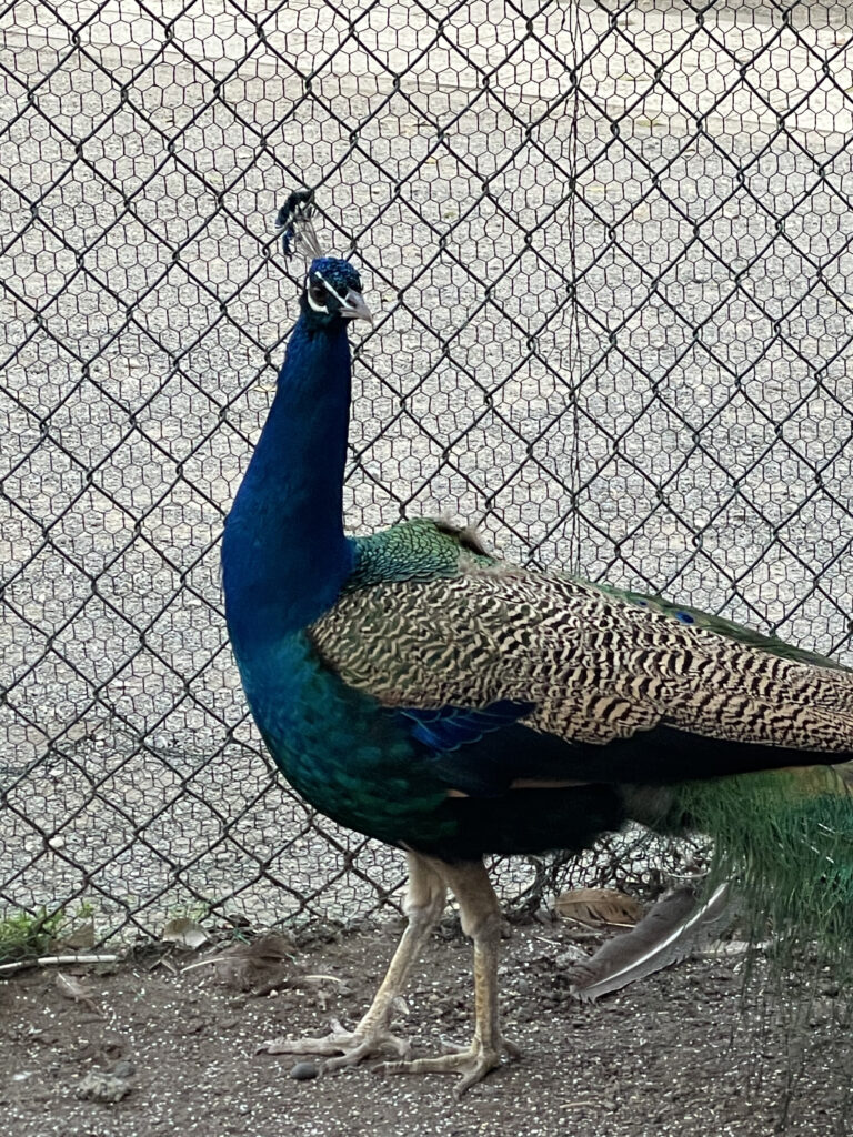 高尾墓園の孔雀