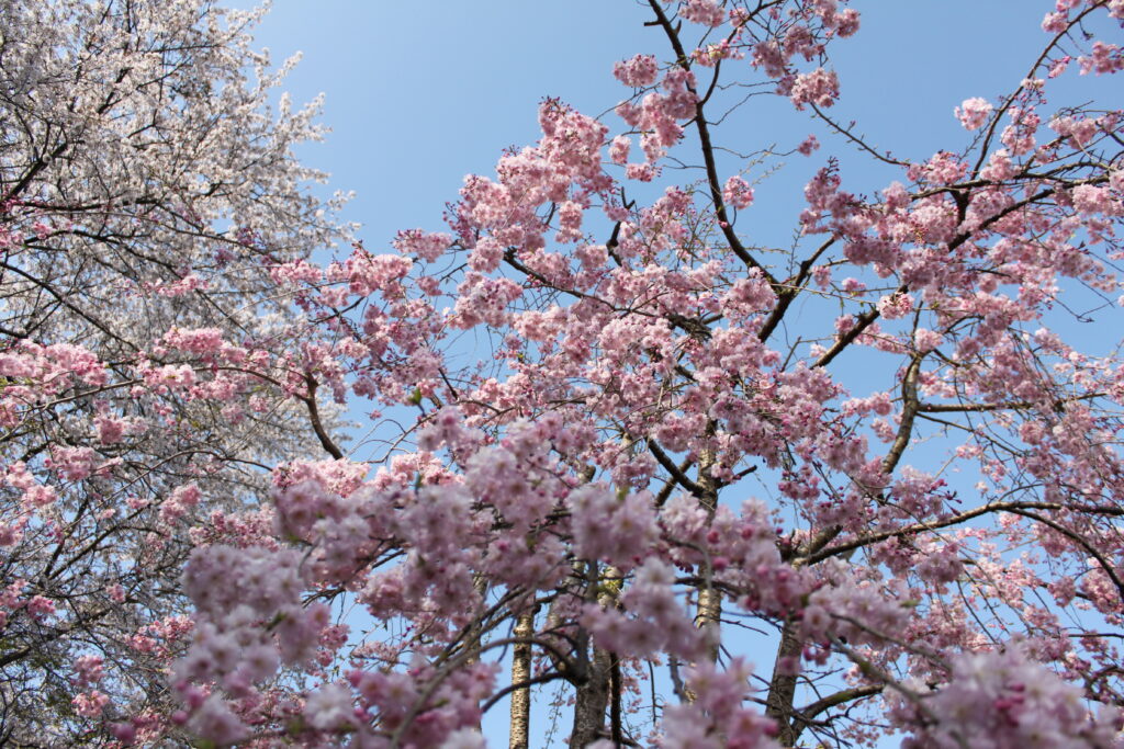 高尾墓園の桜