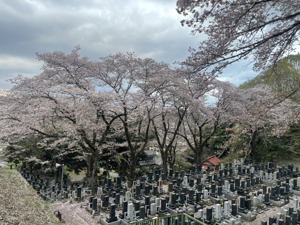 高尾墓園の桜