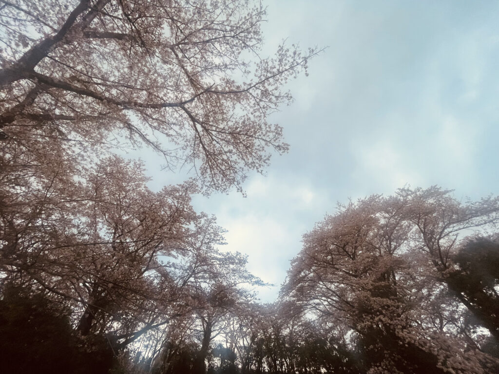 高尾墓園の桜