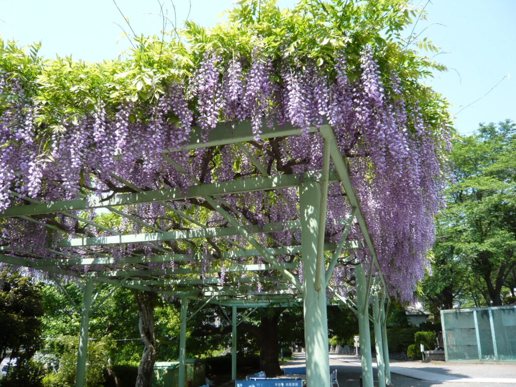 高尾墓園の藤棚