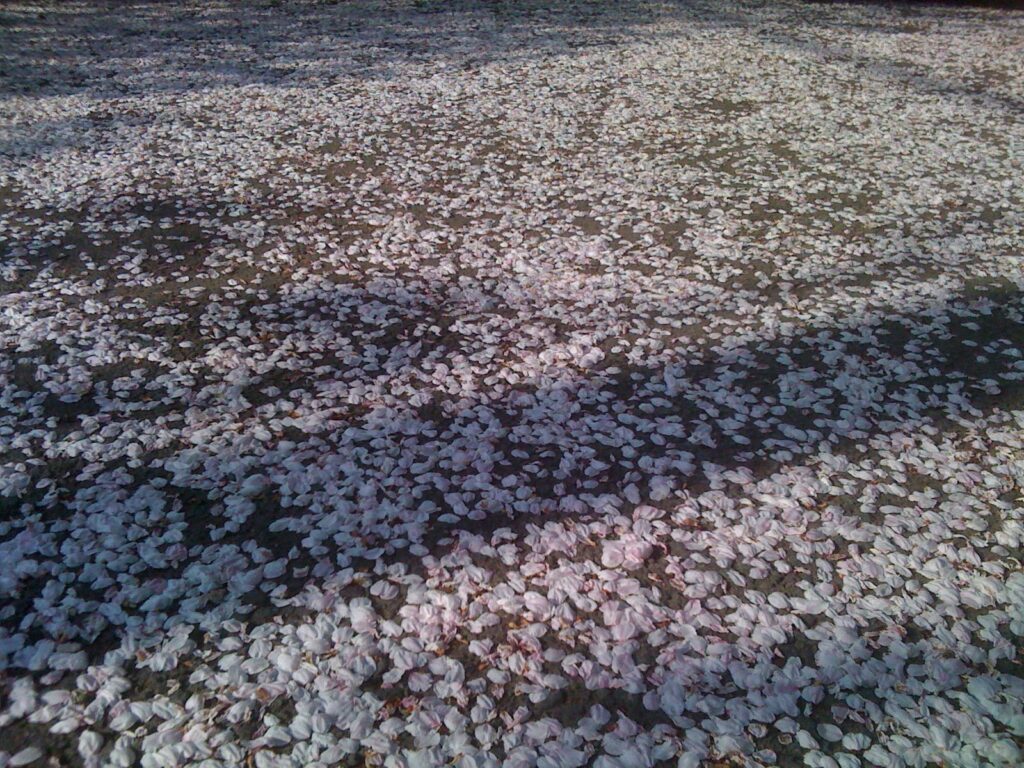 高尾墓園の舞い散る桜