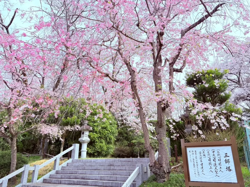 高尾墓園の桜