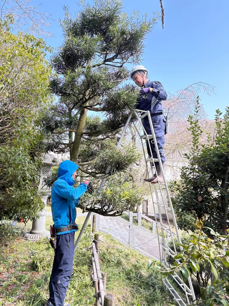 庭師剪定作業