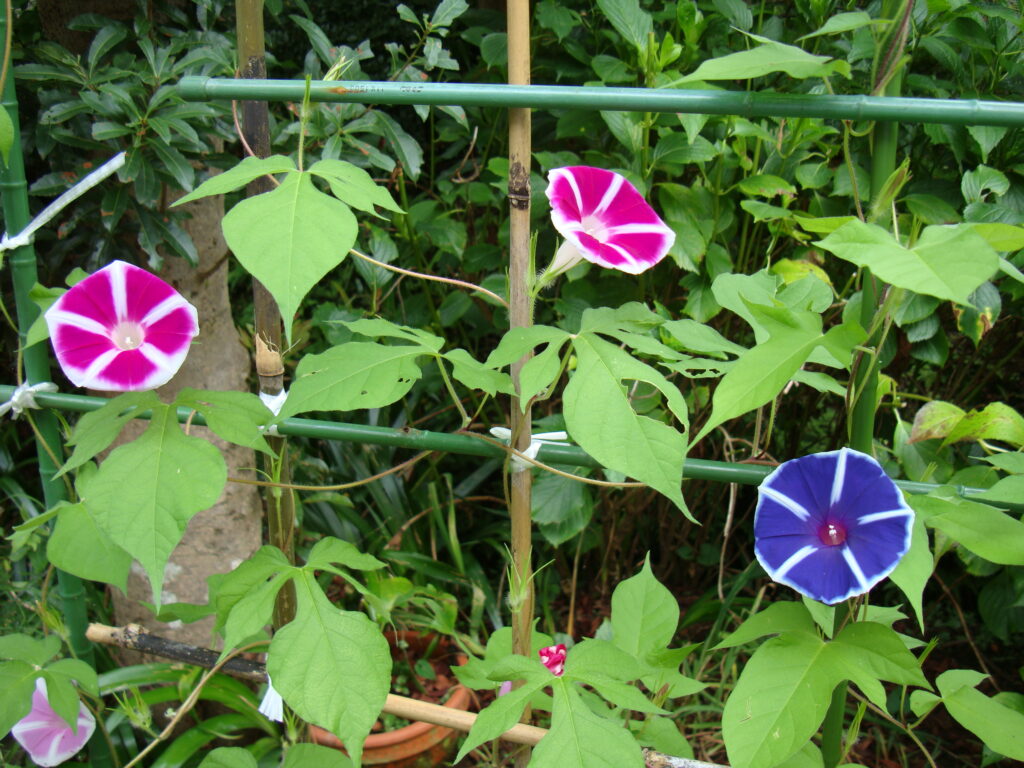高尾墓園の朝顔