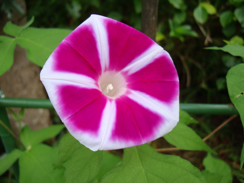 高尾墓園の朝顔