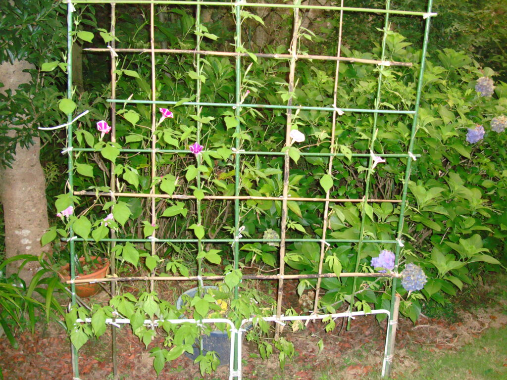 高尾墓園のあさがお