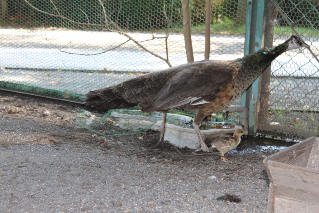 高尾墓園の孔雀
