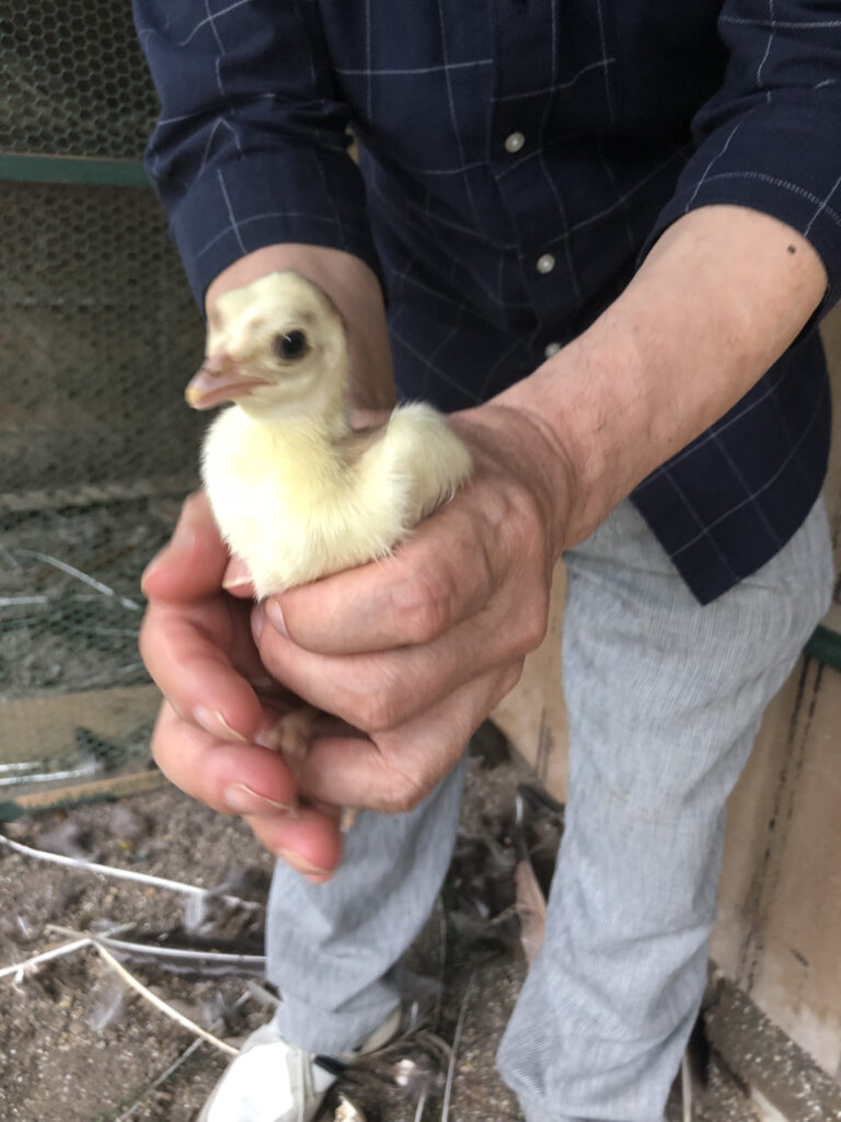 高尾墓園の孔雀