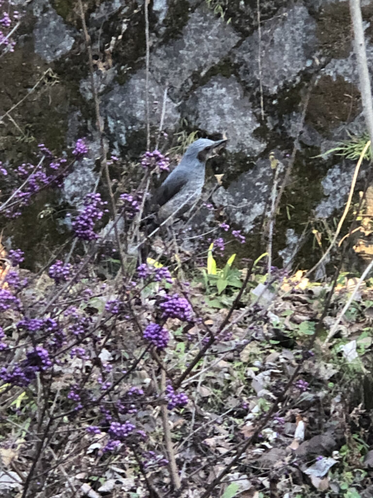 高尾墓園の野鳥