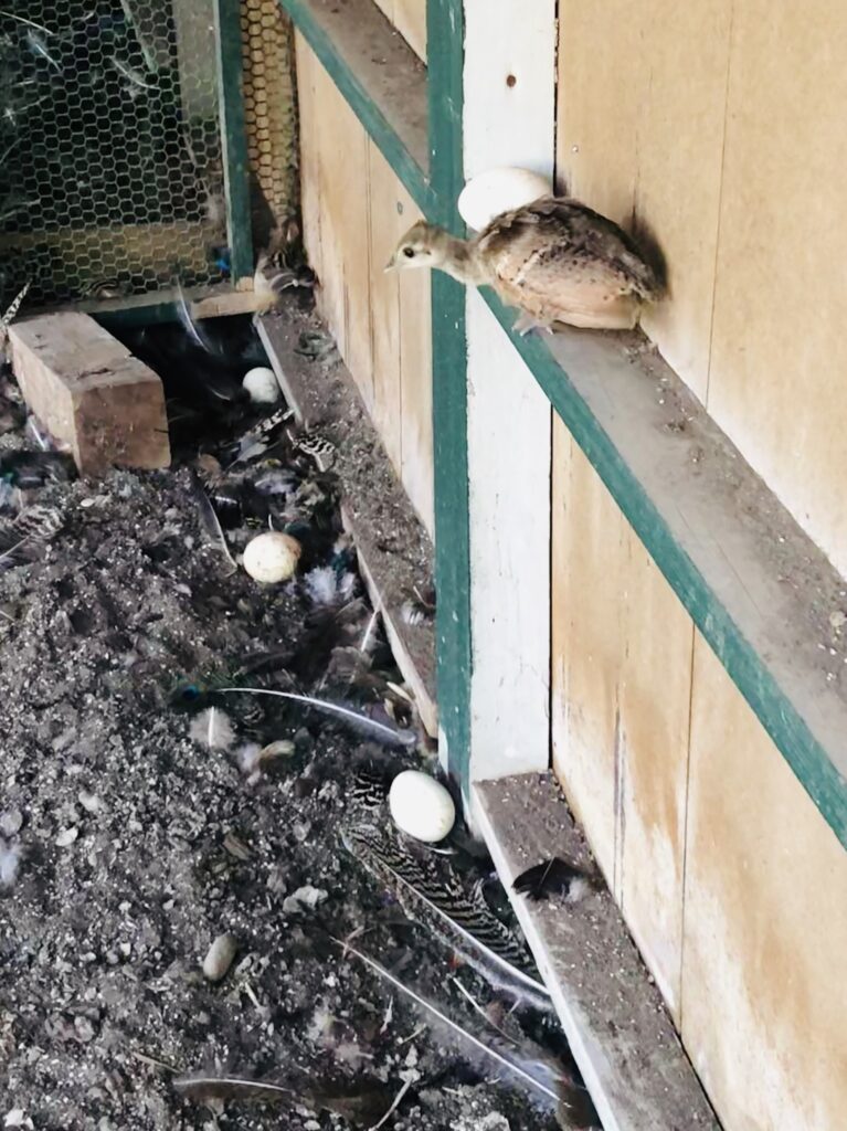 高尾墓園の孔雀