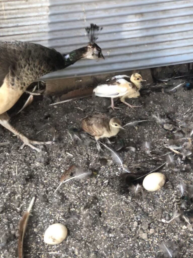 高尾墓園の孔雀
