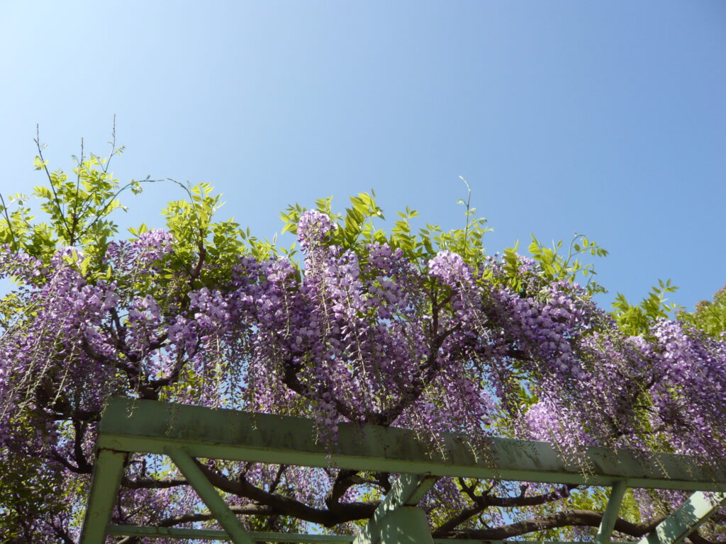 高尾墓園の藤棚