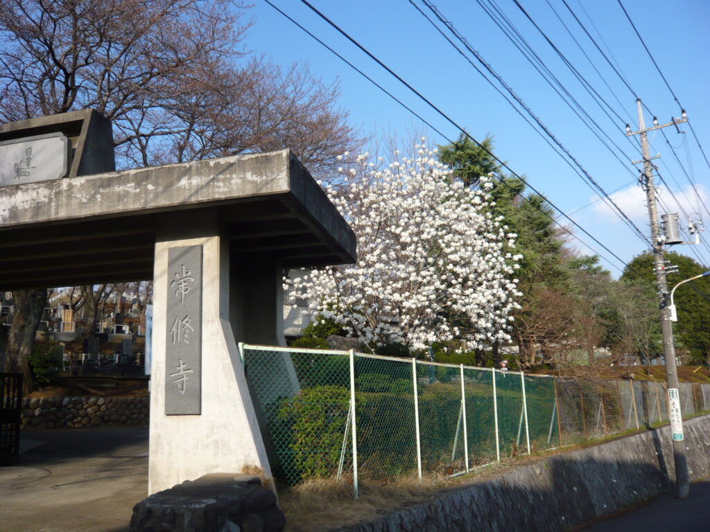 高尾墓園の木蓮