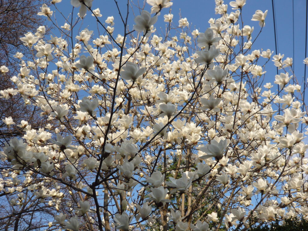 高尾墓園の木蓮